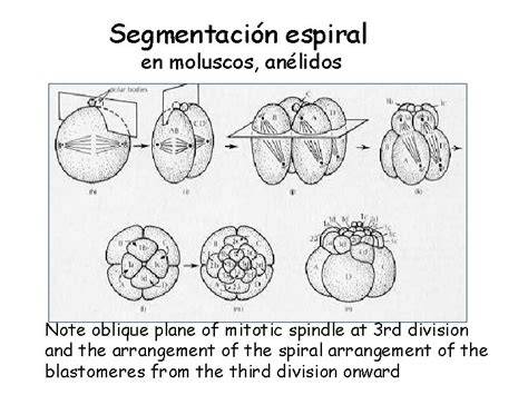 Esquema de las primeras divisiones celulares en una segmentación espiral de moluscos