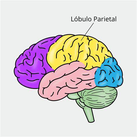 Diagrama mostrando la posición y función del lóbulo polar en el embrión de un molusco