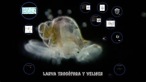 Ilustración de las larvas trocófora y velígera de un molusco, destacando el velo