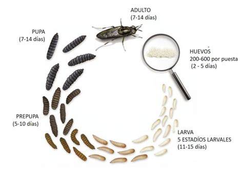 Fotografía de larvas de molusco en fase de asentamiento sobre un sustrato