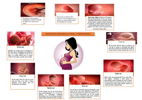 Infografía que muestra las etapas del desarrollo del anillo umbilical en un feto y cómo puede permanecer abierto tras el nacimiento.