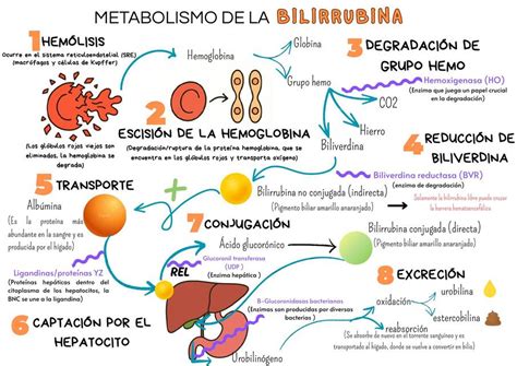 Esquema del metabolismo de la bilirrubina y el desarrollo de ictericia neonatal
