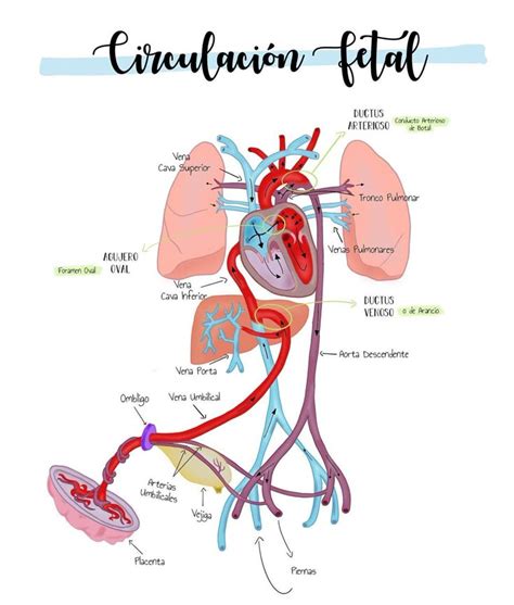 Esquema detallado de la circulación fetal con el cordón umbilical y los shunts