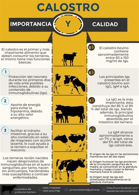 infografía sobre la importancia y el timing de la ingesta de calostro en potros recién nacidos