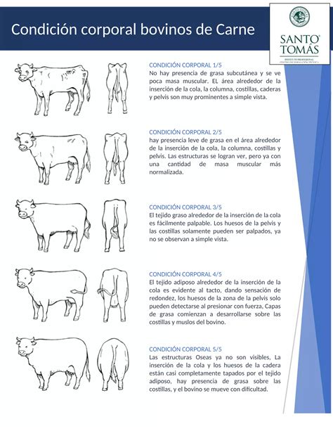 ilustración detallada de la condición corporal ideal de un potro, mostrando costillas apenas visibles