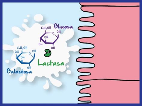 Esquema de la digestión de la lactosa con la enzima lactasa