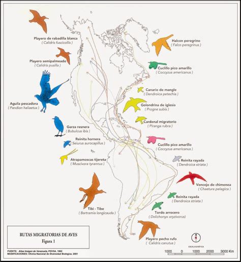 Esquema de las rutas migratorias de la cigüeña blanca