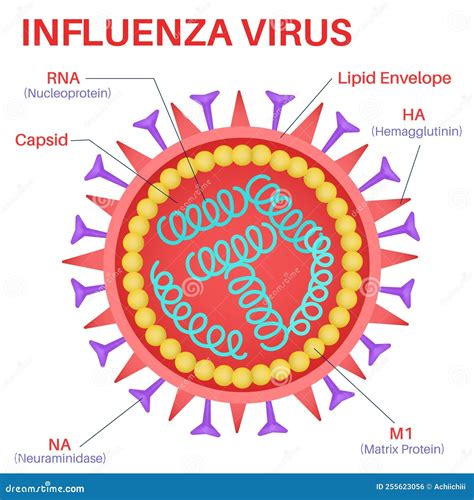 Esquema de un virus de la gripe infectando las vías respiratorias de un niño