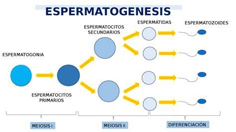 Esquema del aparato reproductor masculino y la espermatogénesis
