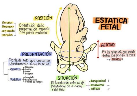 Esquema anatómico que ilustra los conceptos básicos de situación, presentación y posición fetal dentro del útero.