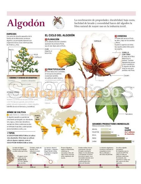 Infografía: Beneficios del algodón en sábanas para bebé
