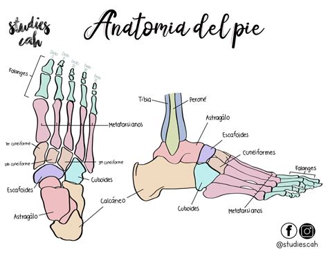 Dibujo o infografía de anatomía del pie con zonas donde suelen aparecer hongos