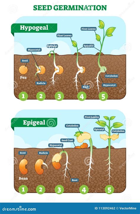 Ilustración de las etapas iniciales de la germinación de una semilla, mostrando la emergencia de la radícula y la plúmula.