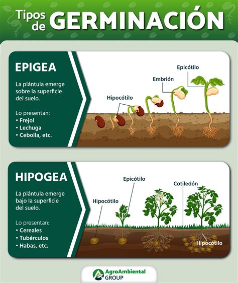 Diagrama comparativo de la germinación epígea y hipógea, destacando la posición de los cotiledones.