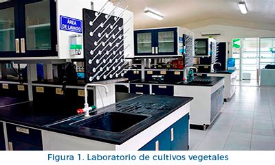 Fotografía de un laboratorio de cultivo de tejidos vegetales, mostrando placas de Petri con embriones en desarrollo.