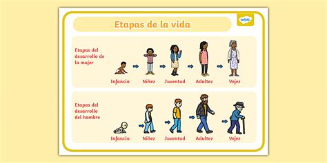 Infografía: Ciclo de vida de la orca y fases reproductivas