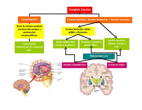 Imagen de los ganglios basales o esquema de afectación cerebral en kernícterus