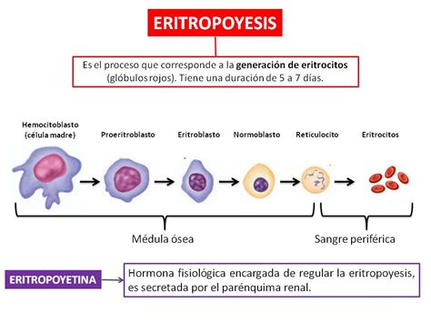 Esquema de la eritropoyesis y el papel de la EPO