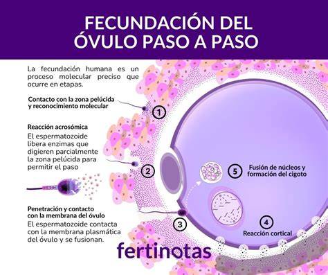 Esquema de la fecundación del óvulo por un espermatozoide en la trompa de Falopio