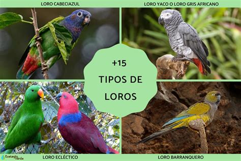 Imagen de diferentes tipos de papillas comerciales para loros y cotorras
