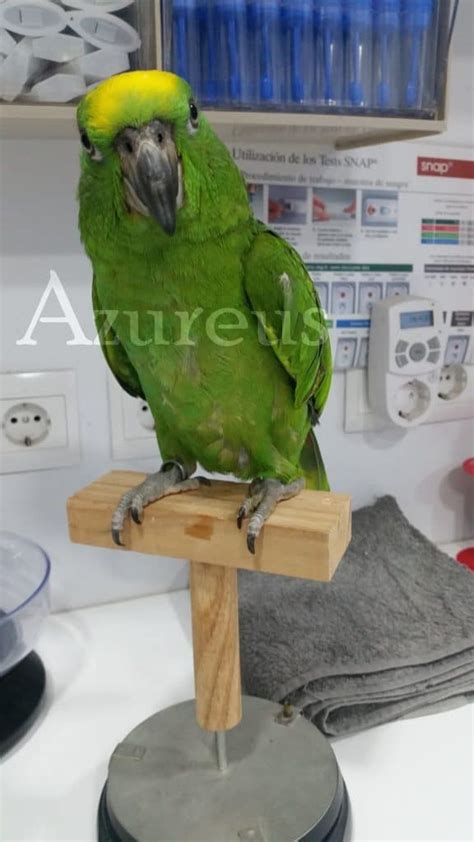 Foto de un pollo de loro Amazonas siendo pesado en una báscula especial