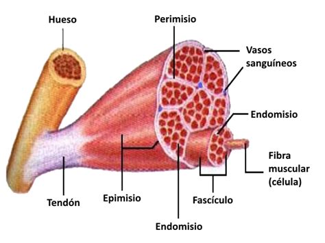 Esquema de las capas de tejido conectivo del músculo estriado (epimisio, perimisio, endomisio) y un fascículo muscular