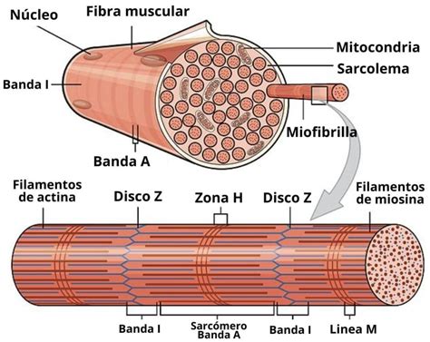 Diagrama de una fibra muscular con sus componentes (sarcolema, sarcoplasma, miofibrillas, retículo sarcoplasmático, túbulos T)