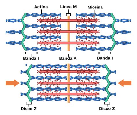 Diagrama de un sarcómero con sus bandas y líneas (Z, A, I, H, M), mostrando filamentos de actina y miosina