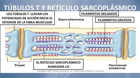 Esquema de la tríada muscular: túbulo T flanqueado por dos cisternas terminales del retículo sarcoplasmático