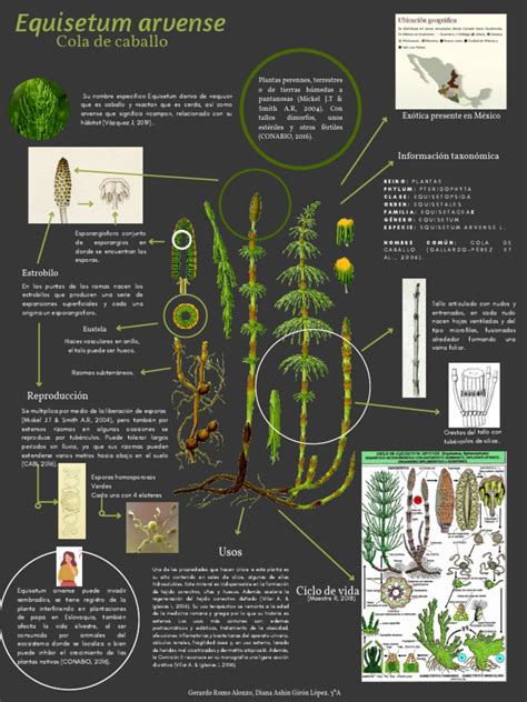 Esquema visual que muestra la estructura de la planta Equisetum arvense y sus componentes activos principales como el silicio y los flavonoides.