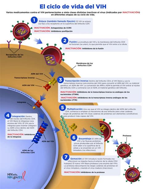 Esquema detallado del ciclo de vida del VIH, mostrando la entrada, transcripción inversa, integración, ensamblaje y gemación dentro del linfocito CD4.