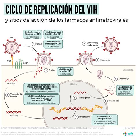 Infografía comparativa de las clases de fármacos antirretrovirales y la etapa específica del ciclo del VIH que bloquean.