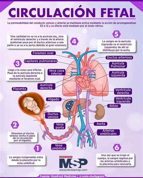 Esquema de la reserva fetal, combinando adaptaciones y mecanismos de compensación.
