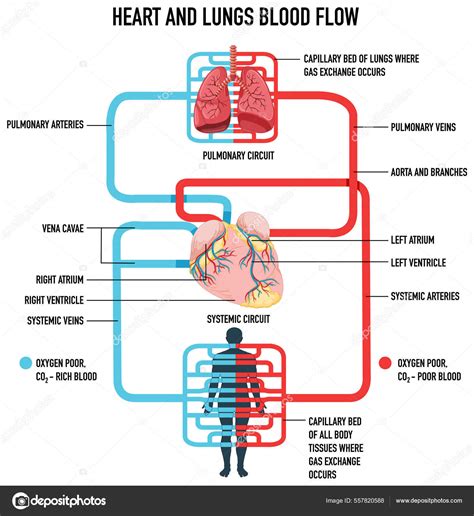 Diagrama ilustrando la redistribución del flujo sanguíneo fetal en condiciones de hipoxia.