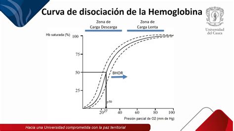 Gráfico de la curva de disociación de la hemoglobina fetal, mostrando el efecto Bohr.