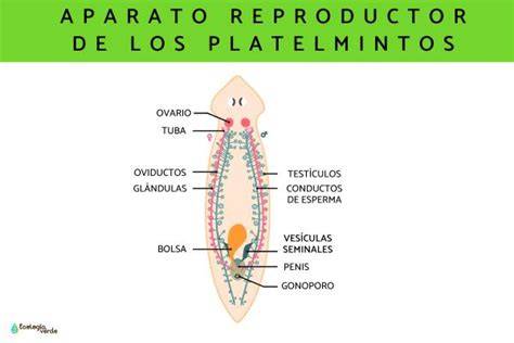 Esquema anatómico mostrando el sistema hermafrodita en un platelminto plano típico