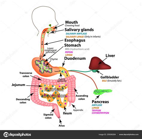 Esquema visual del tracto gastrointestinal mostrando el punto de acción de un antiespasmódico