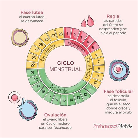 Esquema del ciclo menstrual con la ovulación marcada