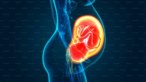Infografía que muestra el útero de una embarazada y la ubicación del feto, con el doppler fetal emitiendo ondas sonoras seguras.