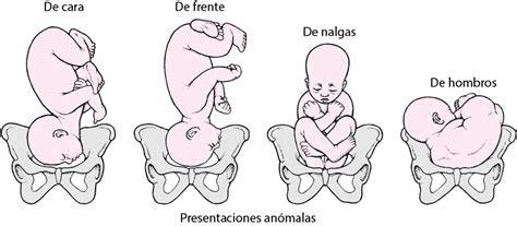 Ilustración anatómica mostrando el descenso del feto hacia la pelvis y la presión ejercida sobre el suelo pélvico durante el tercer trimestre.