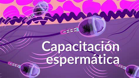 Gráfico comparativo de la calidad espermática en consumidores habituales frente a no consumidores