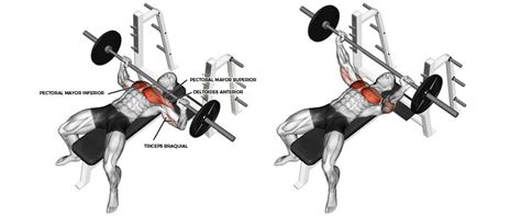 Diagrama de ejecución correcta del press de banca con barra