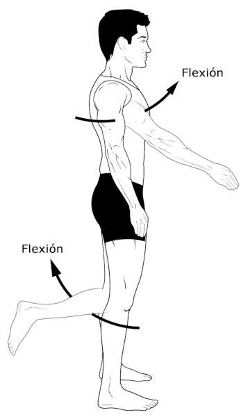 Ilustración de la flexión en T