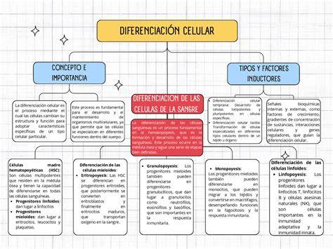 Infografía sobre la diferenciación celular y la importancia del gradiente de iones calcio en las primeras divisiones