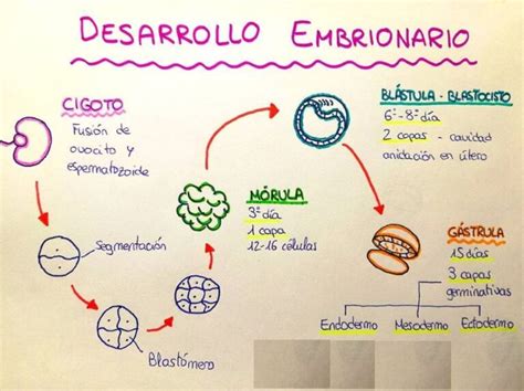 Diagrama del desarrollo embrionario en los días 2 y 3 post-fecundación, mostrando la división celular y criterios morfológicos.