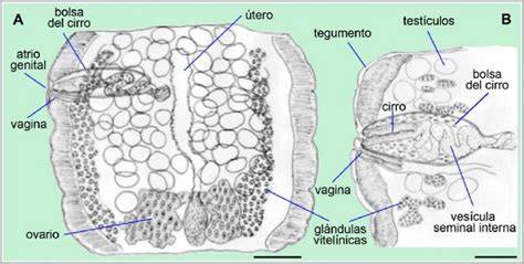 Diagrama de proglótide maduro de cestodo con sistemas reproductores masculino y femenino