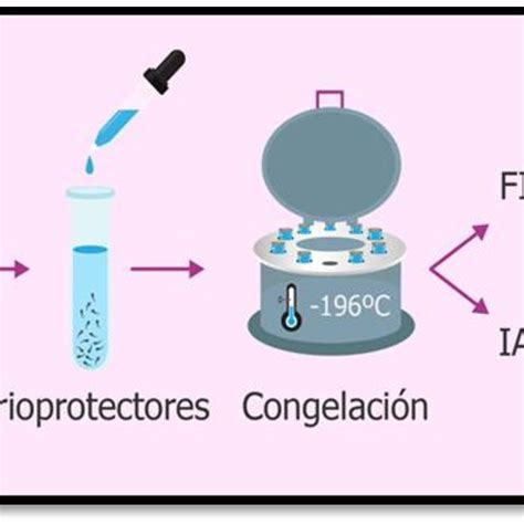 Esquema del proceso de criopreservación espermática: desde la obtención de la muestra hasta su almacenamiento en nitrógeno líquido.