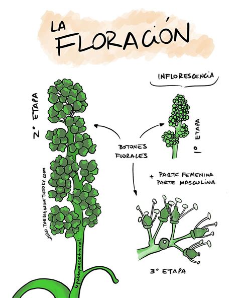 Esquema de las fases de floración y la aplicación de nutrientes