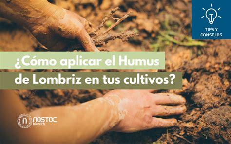 Esquema o infografía de cómo aplicar humus de lombriz en diferentes cultivos