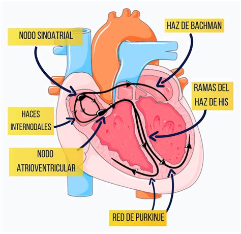 Esquema del sistema de conducción eléctrica del corazón humano, mostrando el nódulo sinusal, el nódulo AV y los ventrículos.